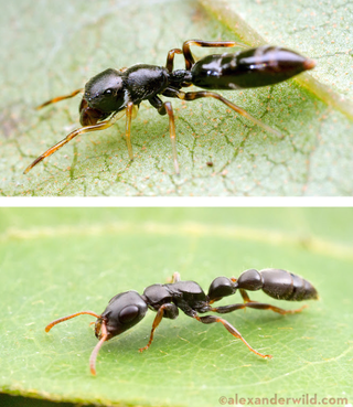 Illustration for article titled This is not an ant